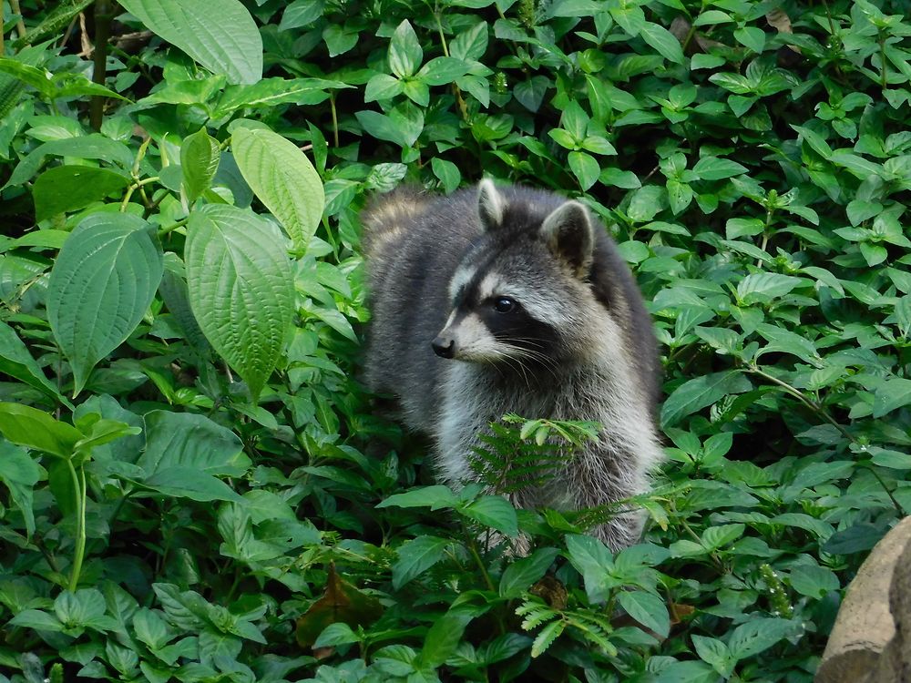 Raton laveur au parc des Mamelles