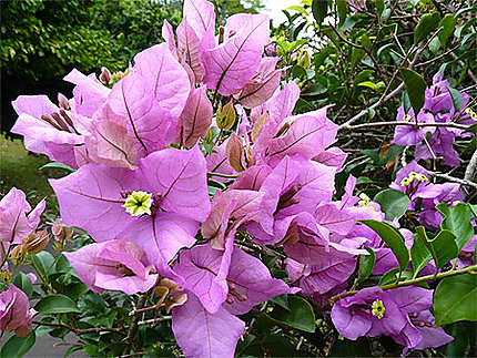 Bougainvillée - Jardin botanique de Kandy