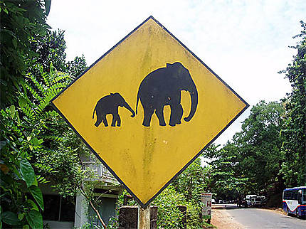 Panneau danger éléphant