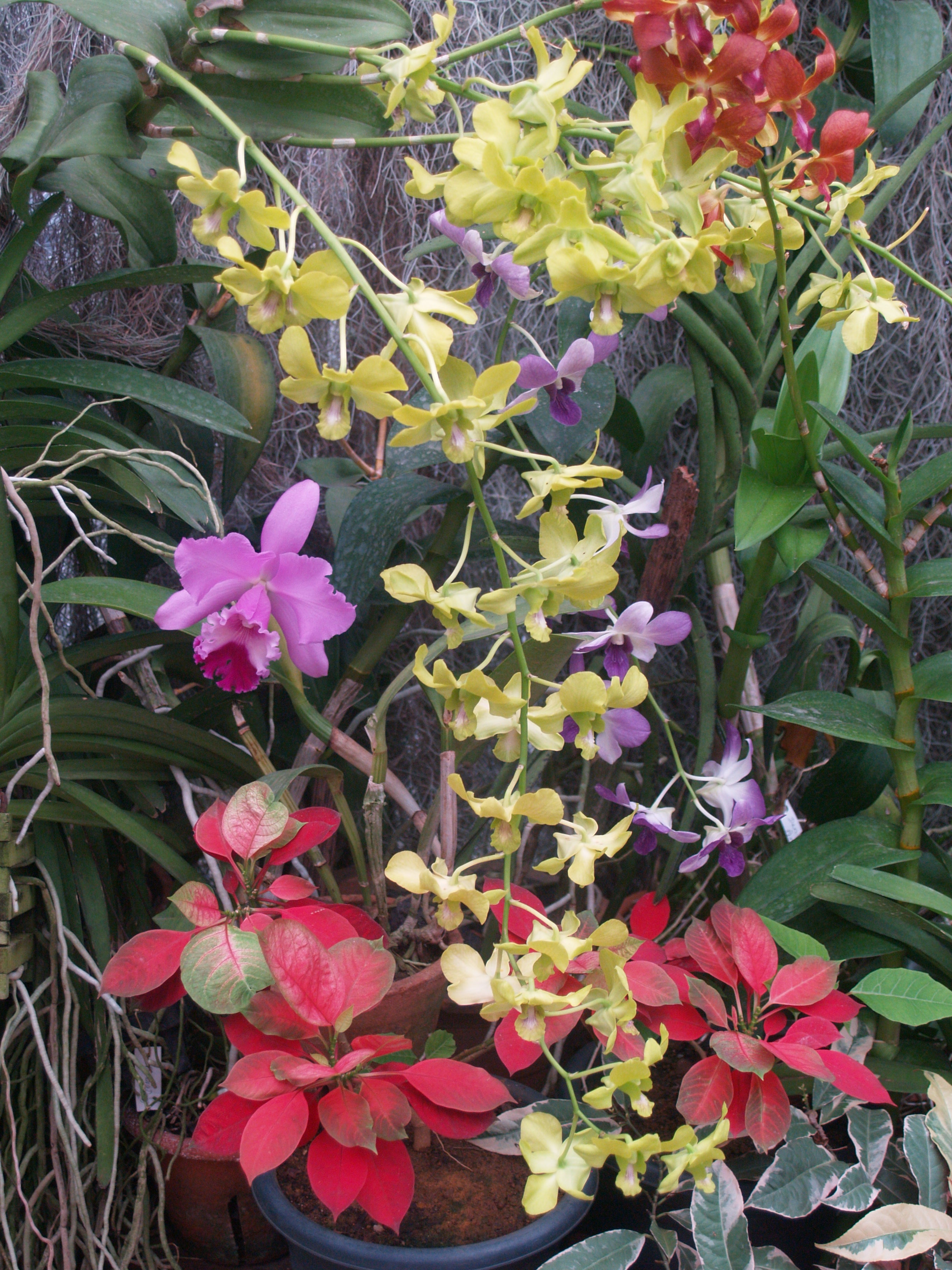 La collection d'orchidées La collection d'orchidées
