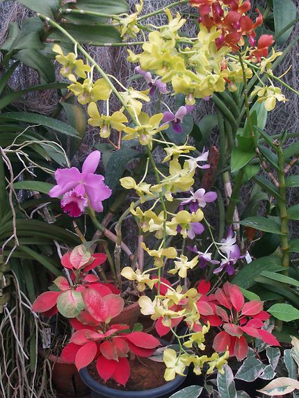 La collection d'orchidées
