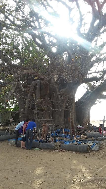 Visite du Baobab