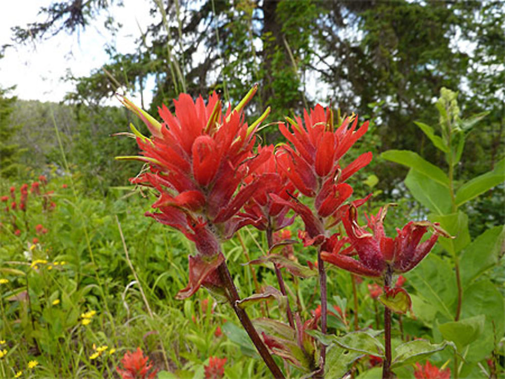 Fleur emblématique, l' Indian paintbrush, ou pinceau indien (genre Castilleja)