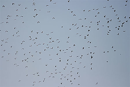 Vols d'oiseaux dans le parc ornithologique du Marquenterre