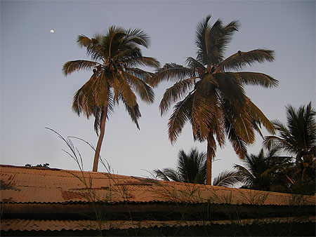 Bakau - palmiers Bakau - palmiers