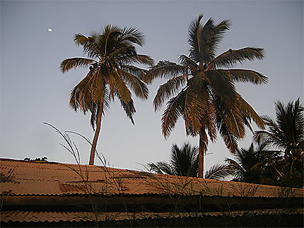 Bakau - palmiers