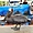 Pélican au marché aux poissons - Santa Cruz