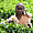 Cueilleuse de thé dans les plantations
