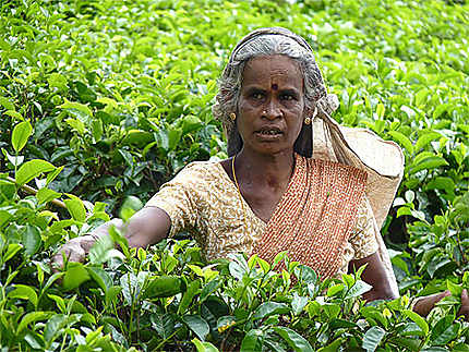 Cueilleuse de thé dans les plantations