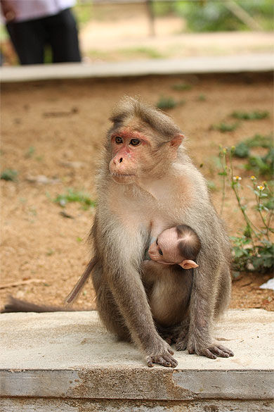 Maman et bébé singes