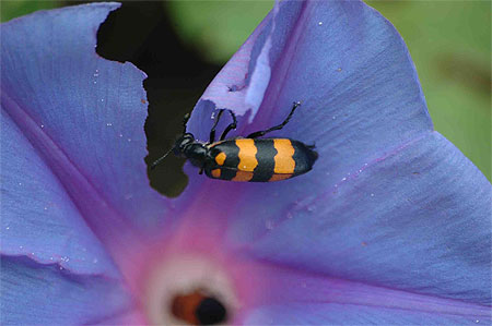 Insecte Insecte
