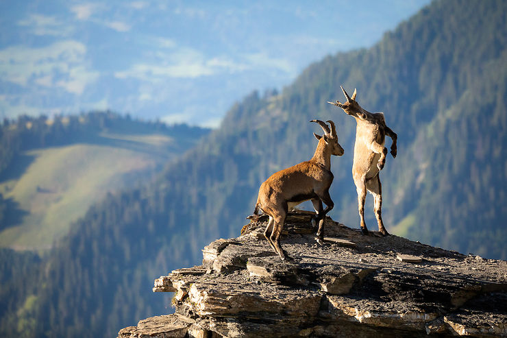 Bouquetins en Suisse