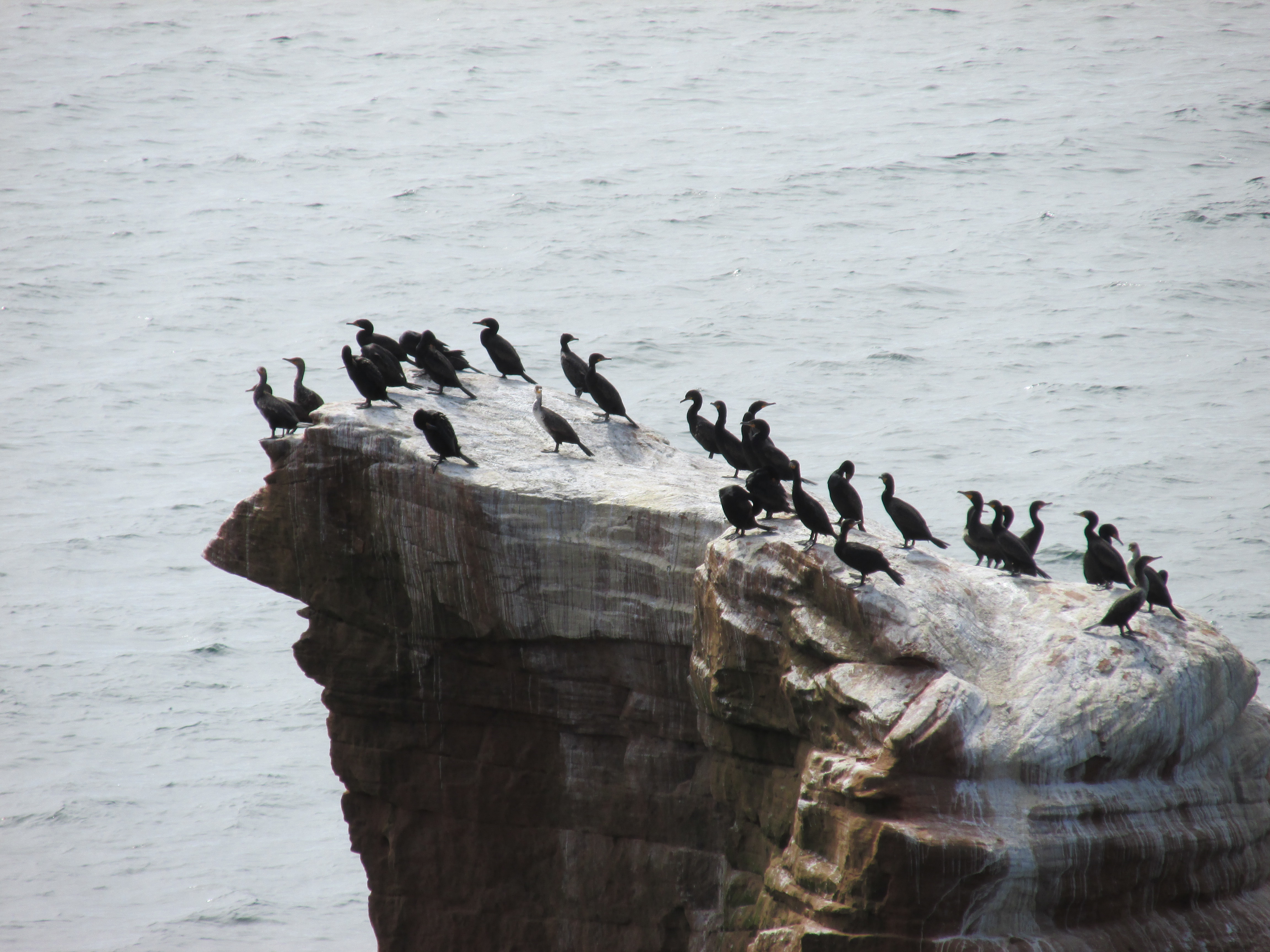 Cormorans aux Îles de la Madeleine Cormorans aux Îles de la Madeleine
