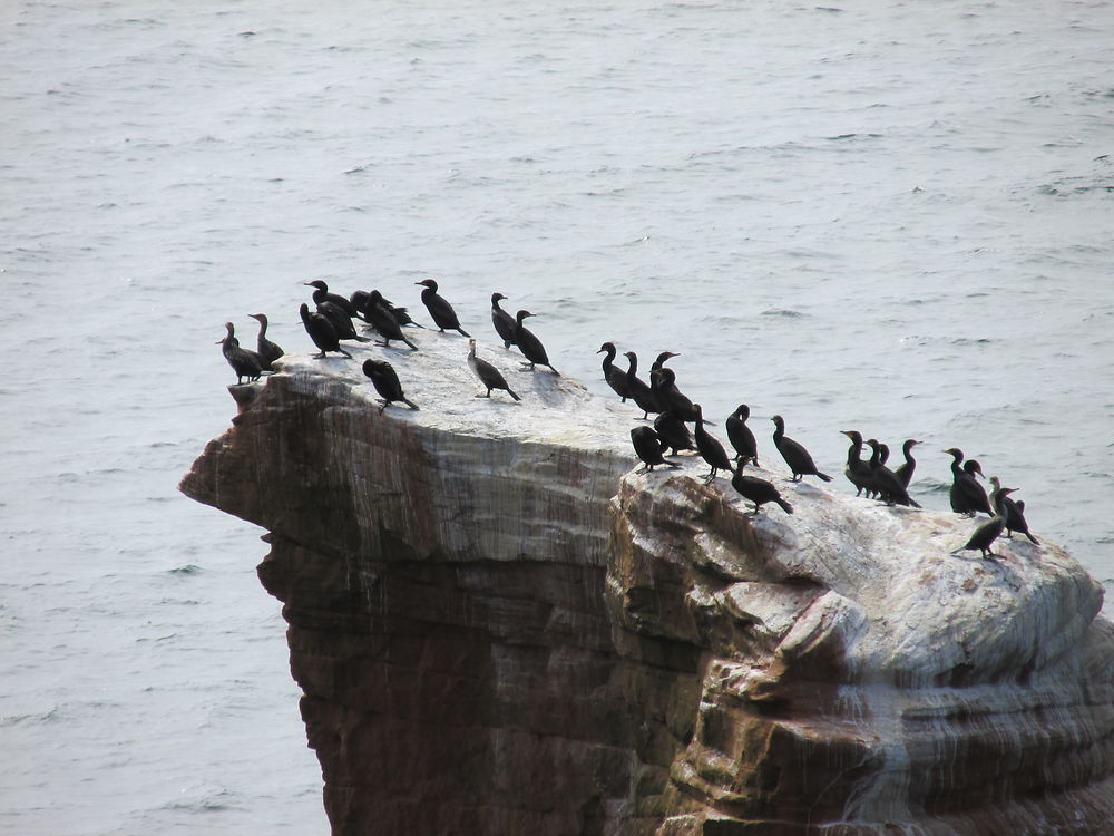  Cormorans aux Îles de la Madeleine