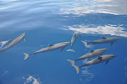 Dauphins à Mayotte