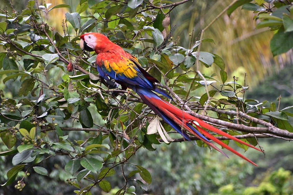 Perroquet à Corcovado