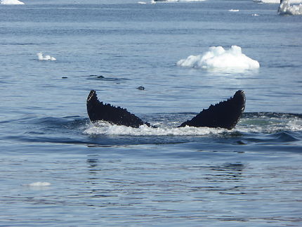 Queue de baleine à Ilulissat