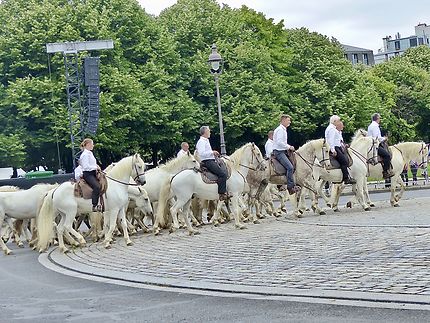 Un défilé de 220 chevaux sur l’Esplanade