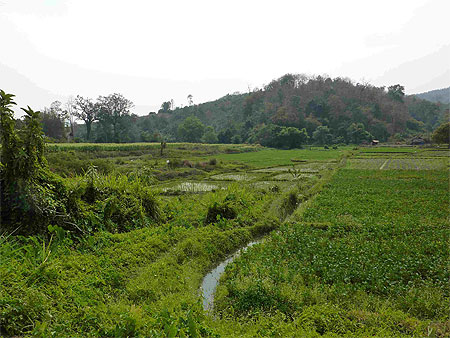 Campagne thailandaise Campagne thailandaise