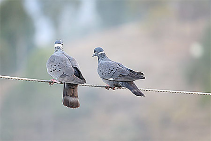 Couple de pigeons amhares