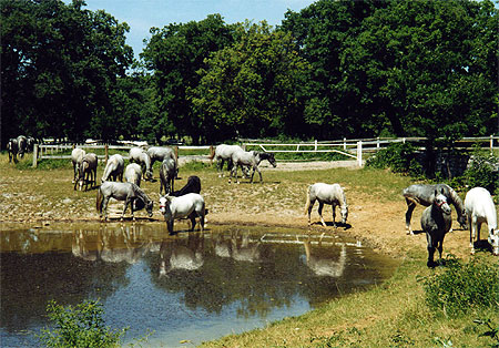 Chevaux de Lipica Chevaux de Lipica