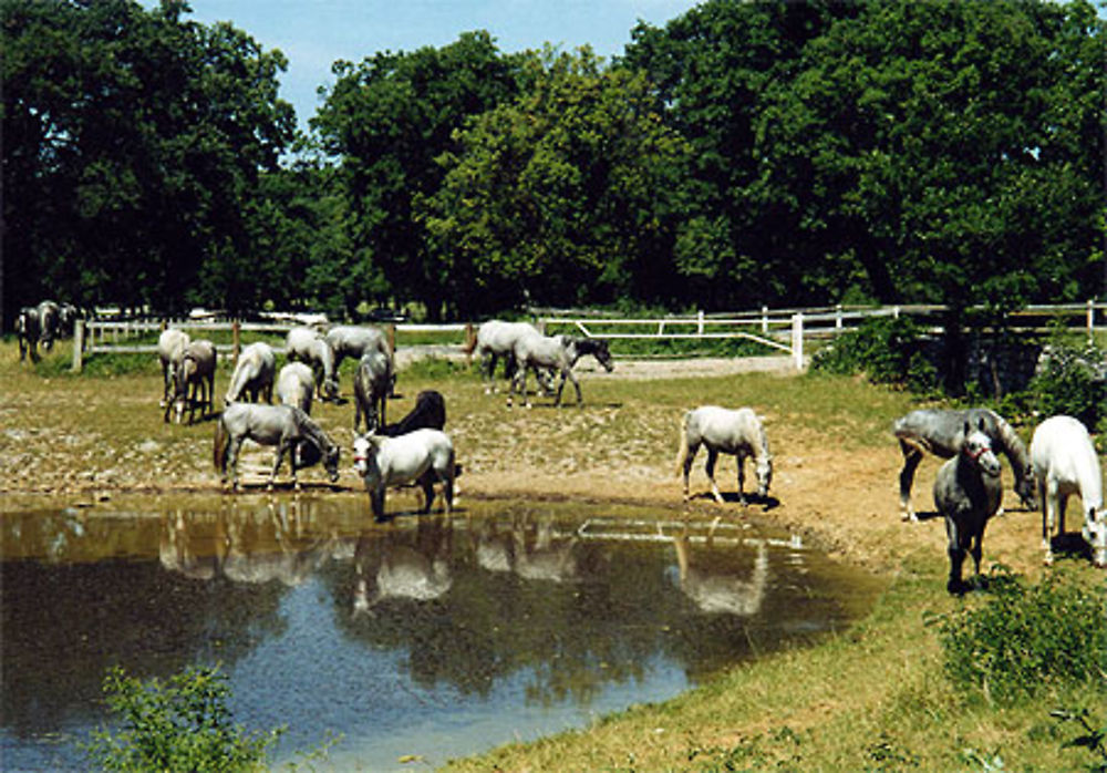 Chevaux de Lipica