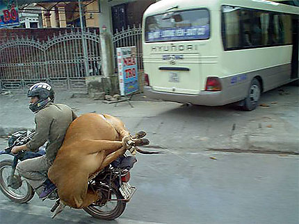 Transport vache