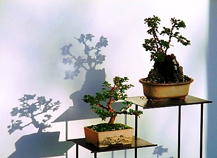 Exposition de bonsaïs