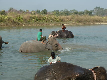Le Bain des Elephants