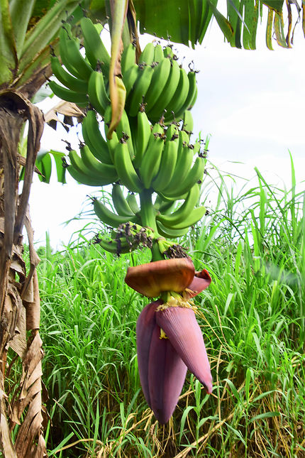 Bananes pas mûres, Valle de los Ingenios