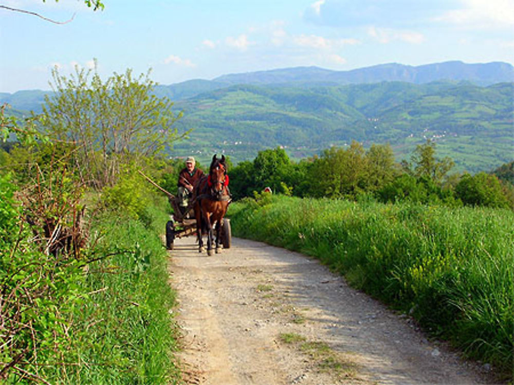 Le travail du cheval 