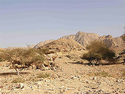 Un désert rocailleux