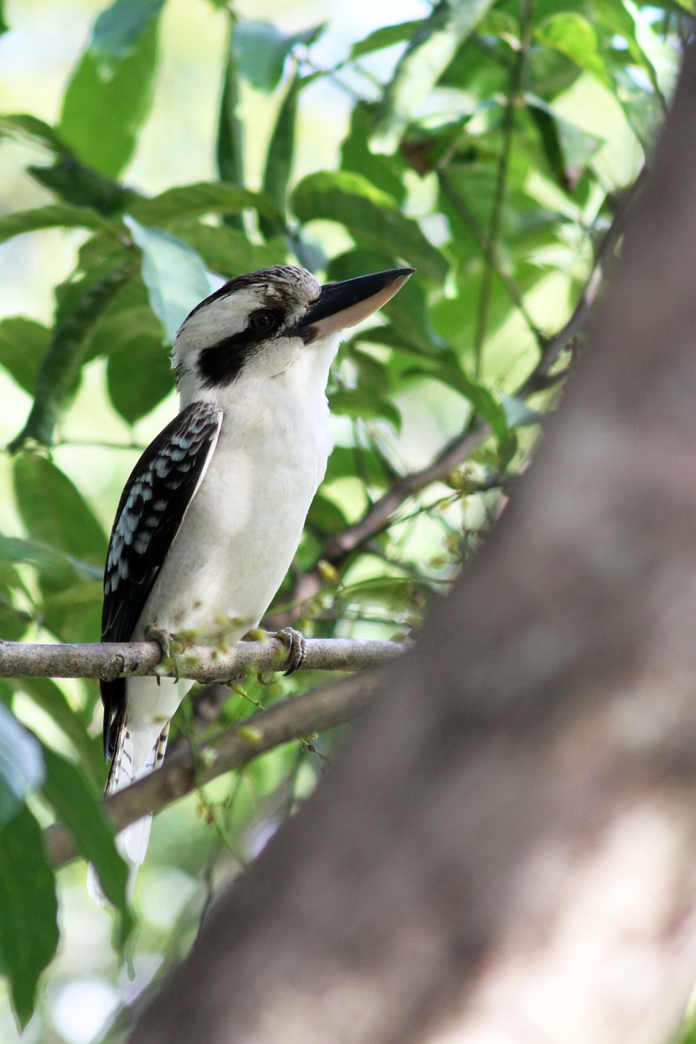 Kookaburra