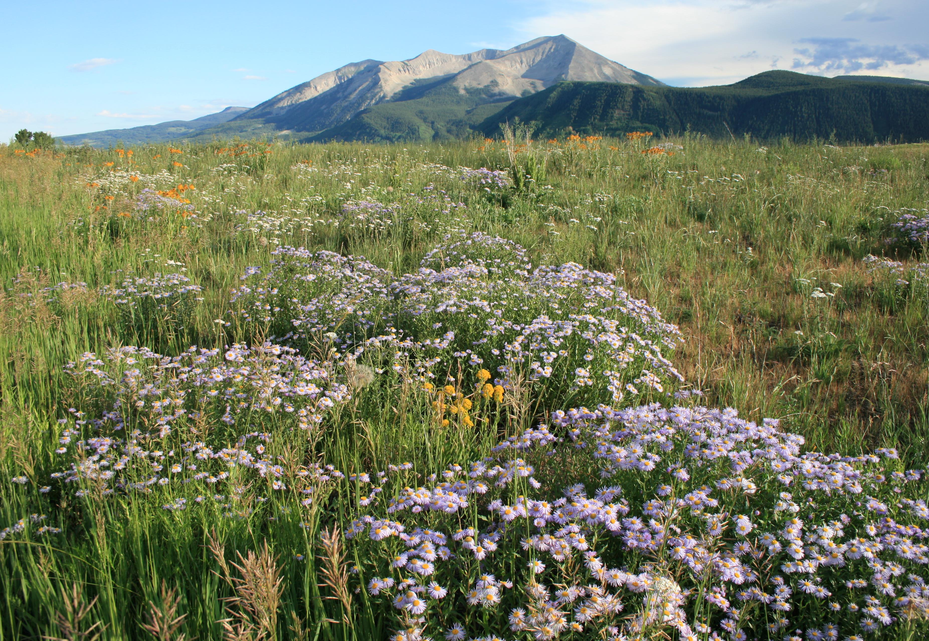 la-r-gion-de-crested-butte-fleurs-colorado-parcs-nationaux-de-l