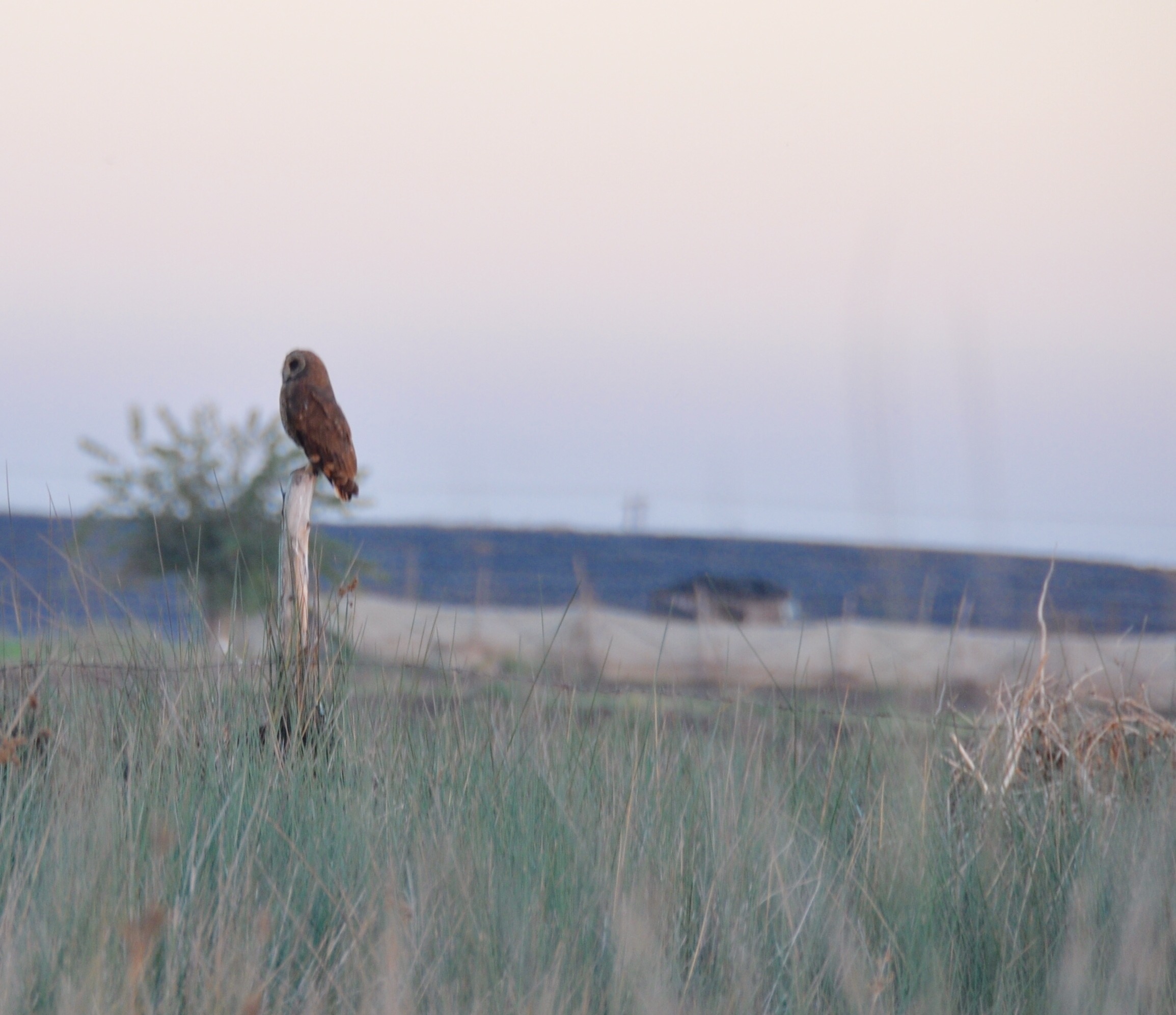 Le hibou du Cap Le hibou du Cap