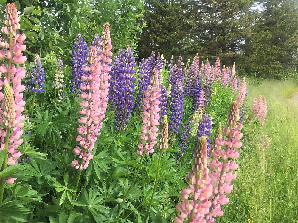 Les lupins rose et bleu