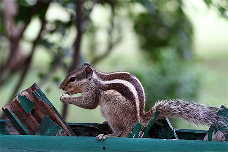 Animaux Animaux