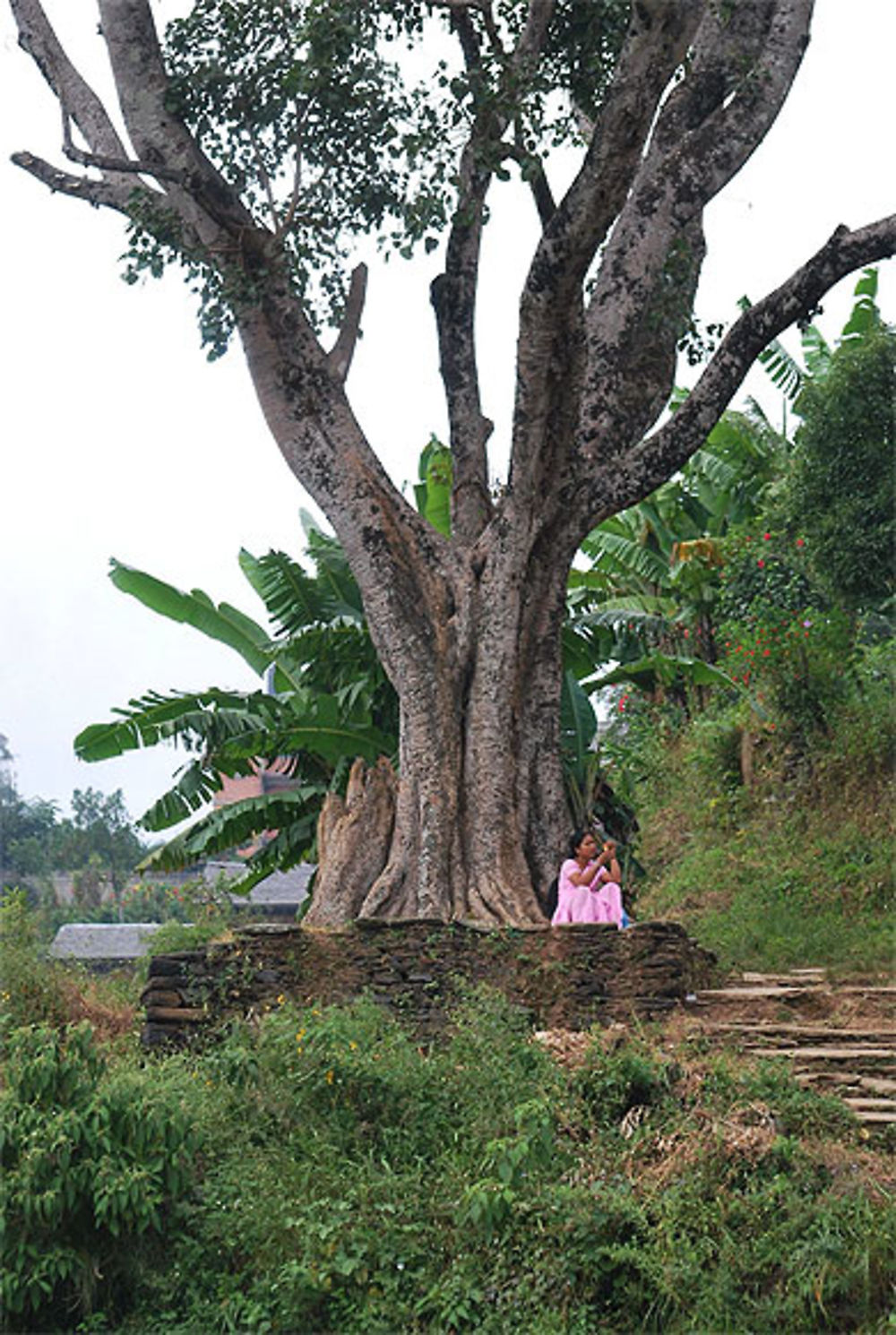 Arbre à méditation