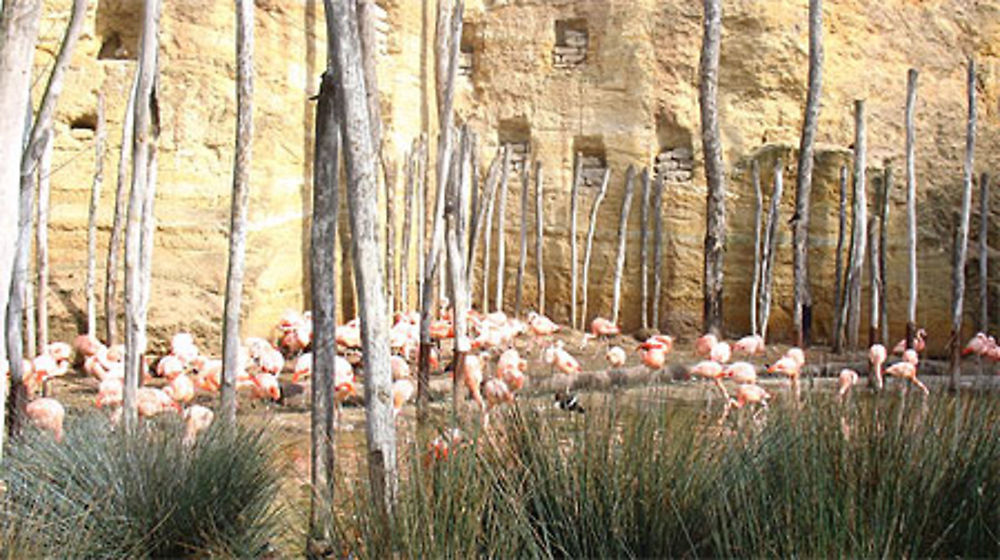 Flamants Roses