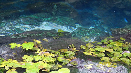 Cenote et son eau fraiche
