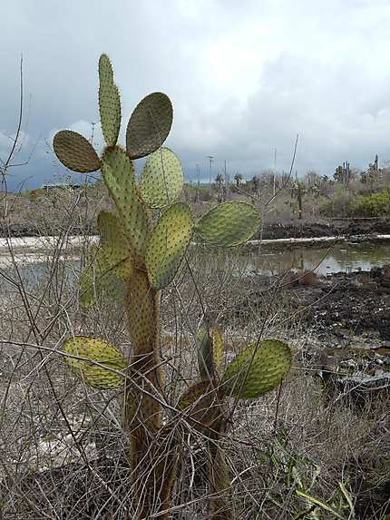 Cactus Isla Santa Cruz