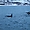 Orques dans les fjords de Norvège 