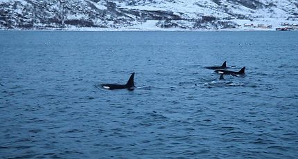 Orques dans les fjords de Norvège 