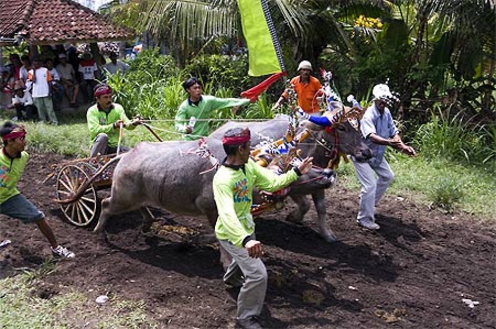 Course de bufles à Négara