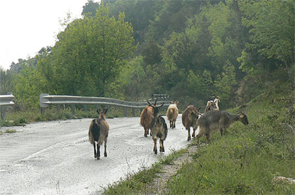 La route est à tout le monde