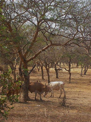 Jan Jan Bureh (ex-Georgetown) - vaches Jan Jan Bureh (ex-Georgetown) - vaches