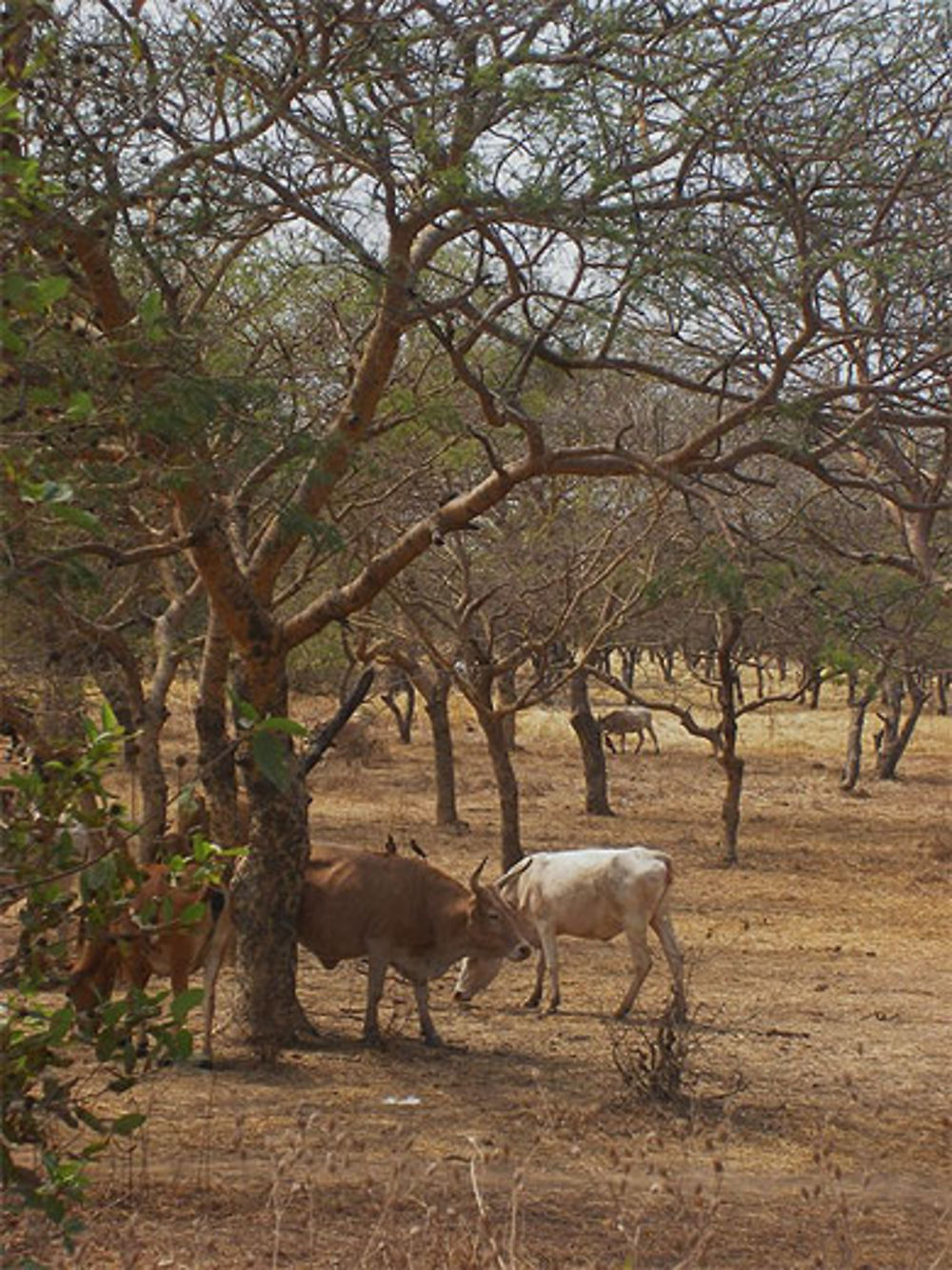 Jan Jan Bureh (ex-Georgetown) - vaches