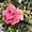 Hibiscus fleur double - Santa Cruz