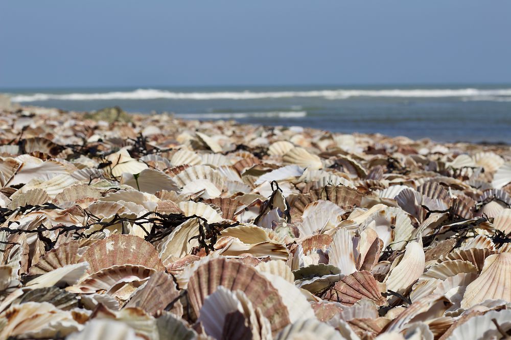 Comme une coquille sur la plage