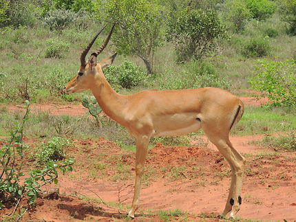 Impala au Kenya